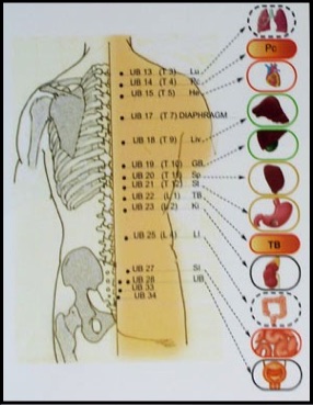acupuncture back shu points